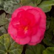 Picture of AmeriHybrid® Ruffled Pink Begonia Plant