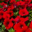 Picture of Surfinia® Deep Red Petunia Plant