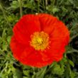 Picture of Spring Fever Red® Papaver Plant