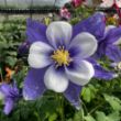 Picture of Earlybird™ Blue White Aquilegia Plant