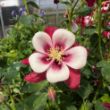 Picture of Earlybird™ Red White Aquilegia Plant