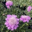 Picture of Pink Mist Scabiosa Plant