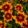 Picture of UpTick™ Gold and Bronze Coreopsis Plant