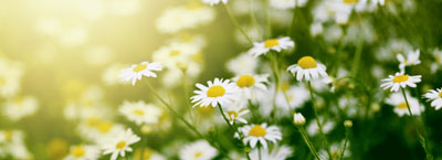 chamomile plants for therapeutic gardens