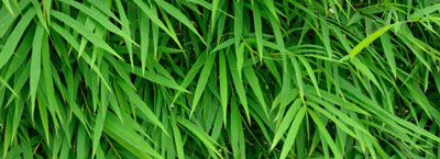 fountain bamboo plants for therapeutic gardens