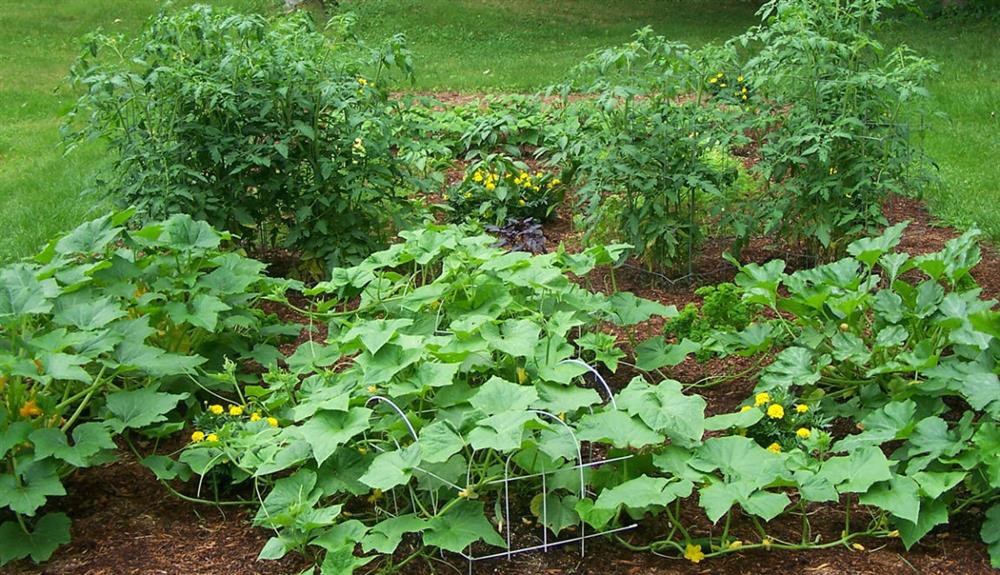 vegetable garden for beginners