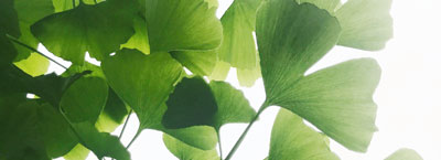 ginkgo biloba plants for therapeutic gardens