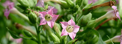 Nicotiana plants for therapeutic gardens