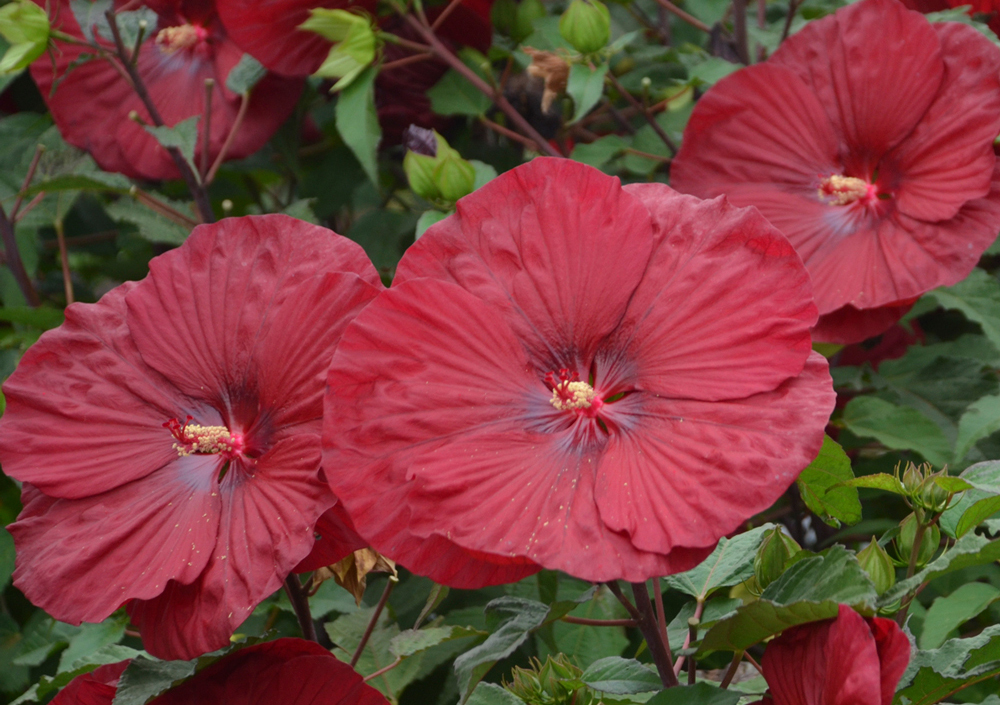 how to overwinter hardy hibiscus
