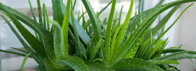 aloe vera plants for therapeutic gardens