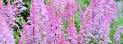 astilbe plants for therapeutic gardening