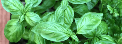 basil plants for therapeutic gardens