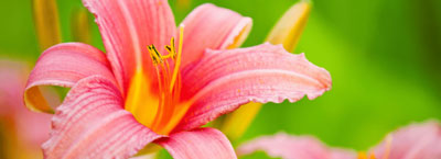 daylily plants for therapeutic gardens