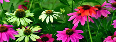 echinacea plants for therapeutic gardens