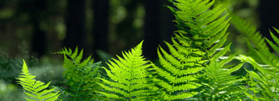 ferns for therapeutic gardening