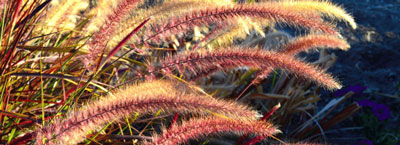 fountain grass plants for therapeutic gardens