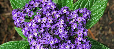 heliotrope plants for therapeutic gardens