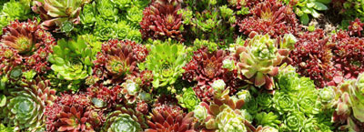 hens and chicks for therapeutic gardens