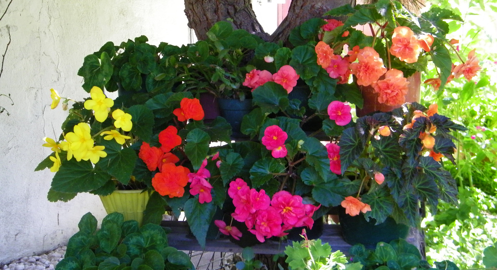 colorful tuberous begonias growing in the shade