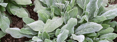 lambs ear plants for therapeutic gardening