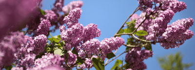 lilac shrubs for therapeutic gardens