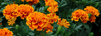 marigold plants for therapeutic gardening