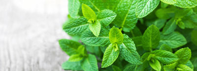 mint plants for therapeutic gardens