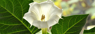 moonflower plants for therapeutic gardens