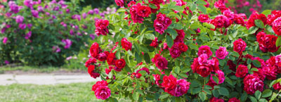 roses for therapeutic gardening