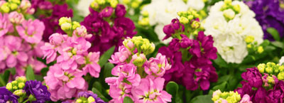 stock flowers for therapeutic gardening