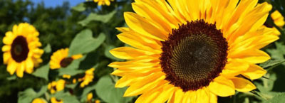sunflowers for therapeutic gardens