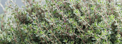 thyme herb plants for therapeutic gardening