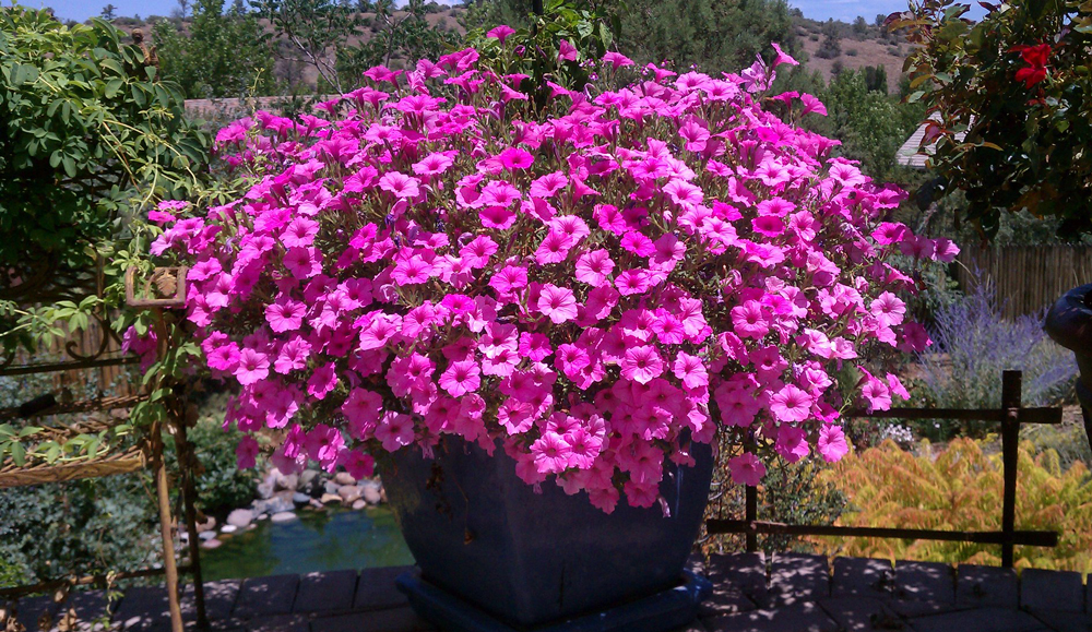 pink heat tolerant flowers in a container