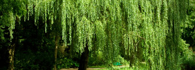 willow trees for therapeutic gardens
