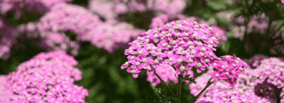 plant yarrow for therapeutic gardening